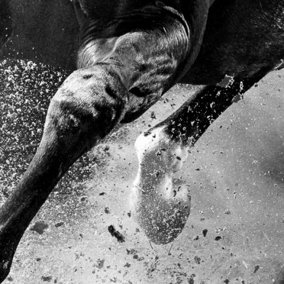 Horse Power, Sport and Luxury Equestrian Photography Saudi Arabia