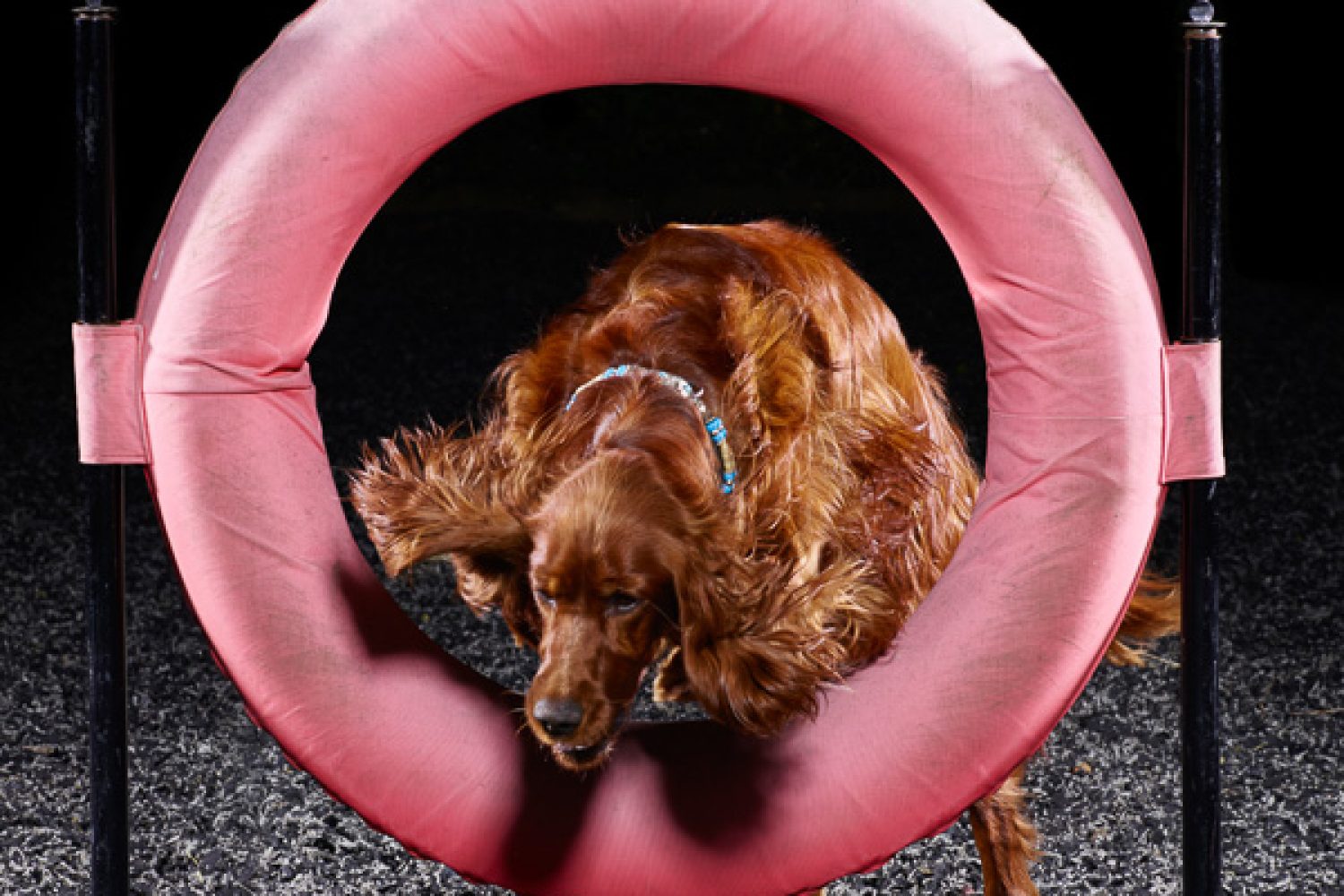 Active Dogs Photography