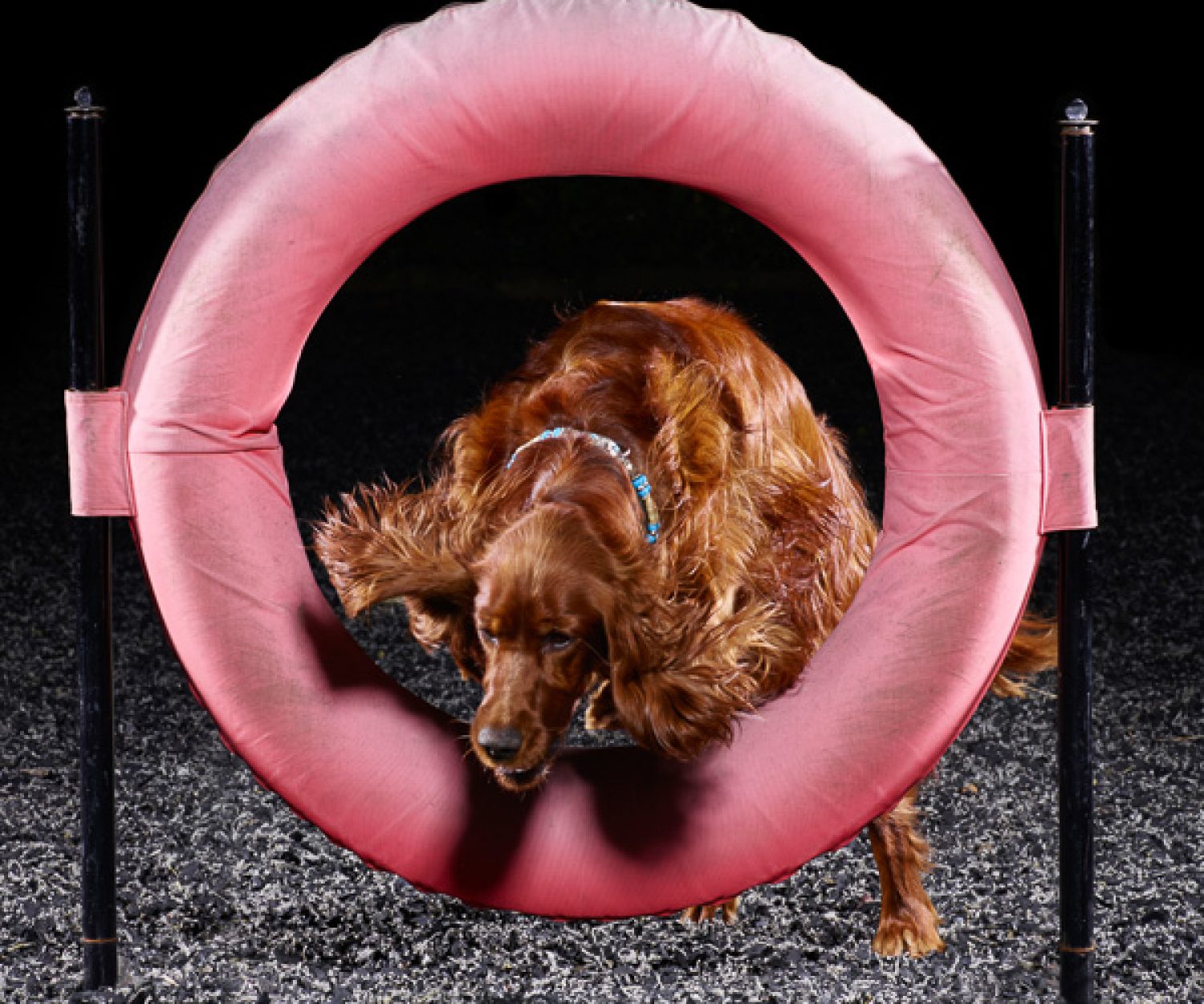 Active Dogs Photography