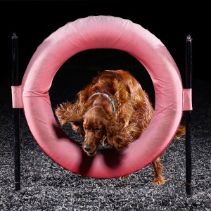 Active Dogs Photography