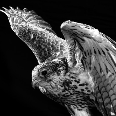 Falcon Animal Portrait Advertising photography London