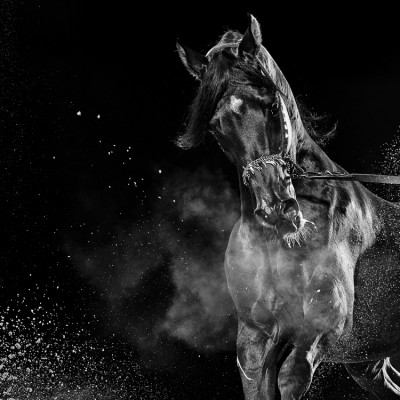 Equestrian Arabian Show Horse Advertising Photography UK