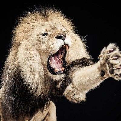 Lion Roaring Animals Advertising Photography London
