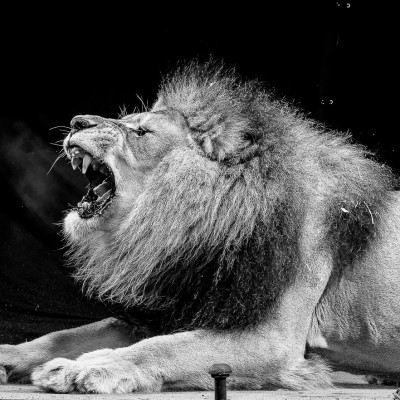 Lion Roaring Animals Advertising Photography London