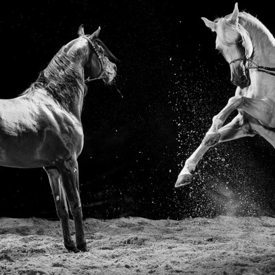 Arabian Horse Showdown Advertising Photography London
