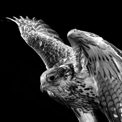 Falcon Animal Portrait Advertising photography London