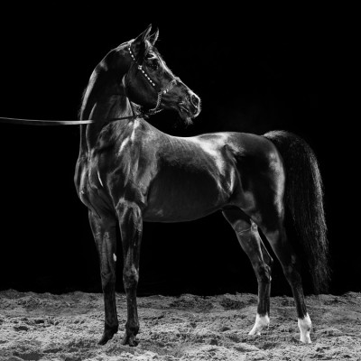 Equestrain Arabian Show Horse Pose Sports advertising Photography UK