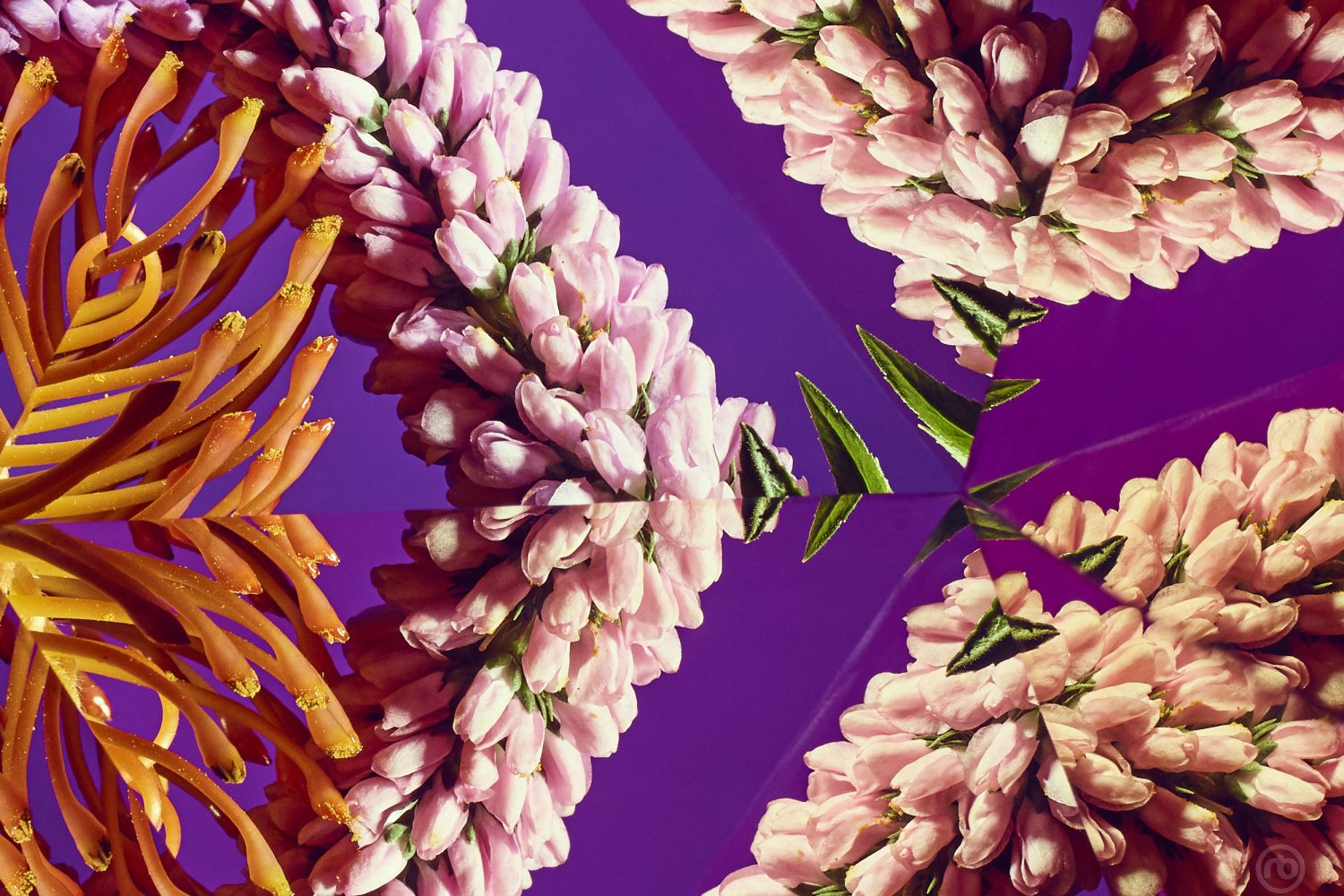 100% Crop - Kaleidoscopic image of Protea Flower