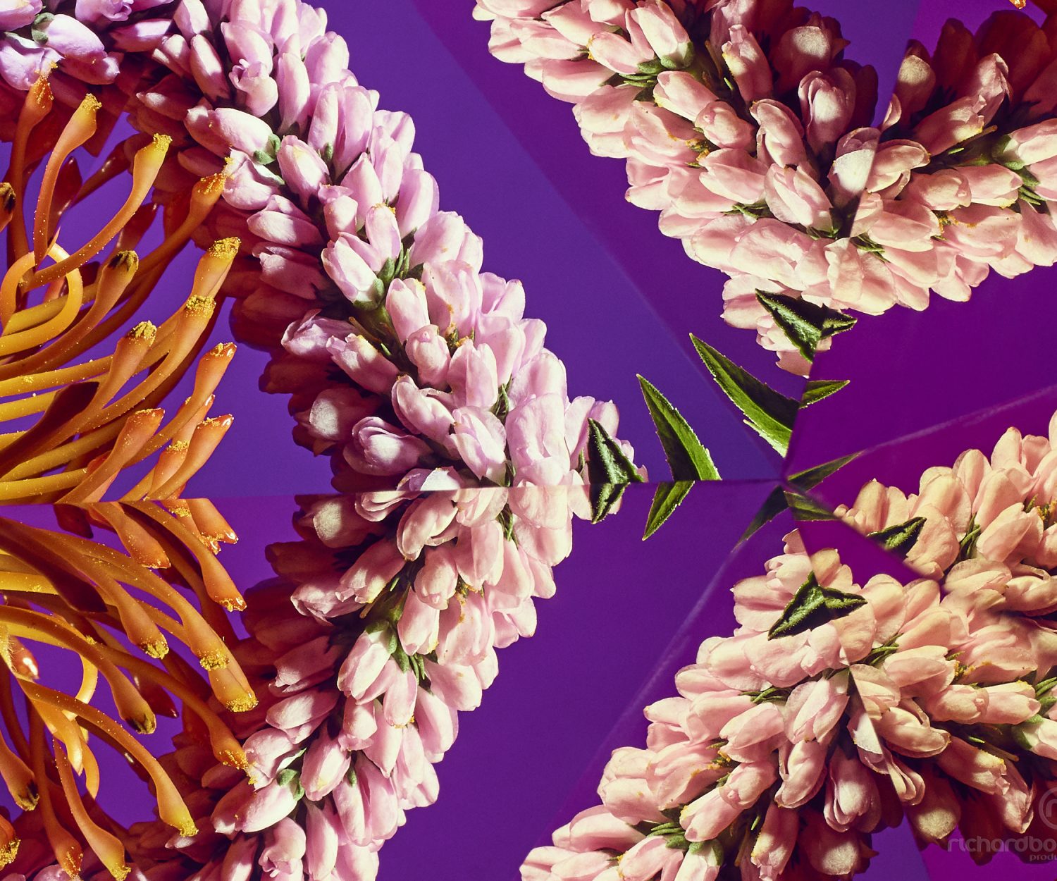 100% Crop - Kaleidoscopic image of Protea Flower