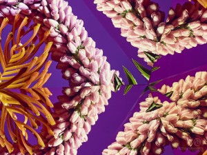 100% Crop - Kaleidoscopic image of Protea Flower