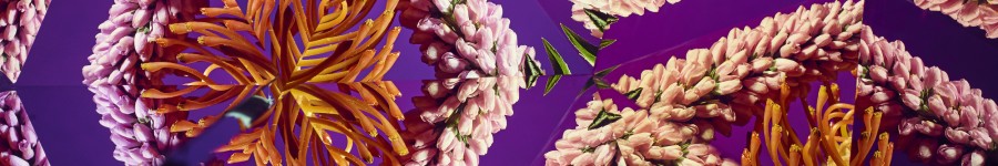 Kaleidoscopic image of Protea flower 1